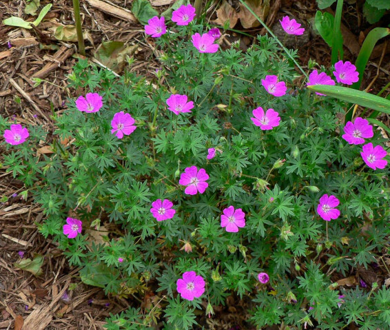 Герань криваво-червона 'New Hampshire Purple' - 2