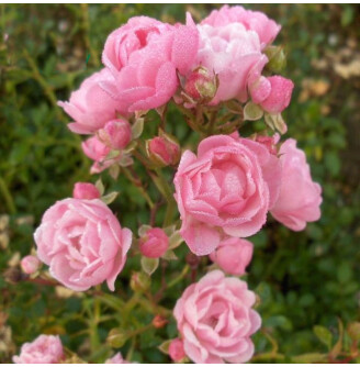 Роза бордюрная 'The Fairy'