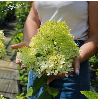 Гортензія волотиста 'Magical Candle'®