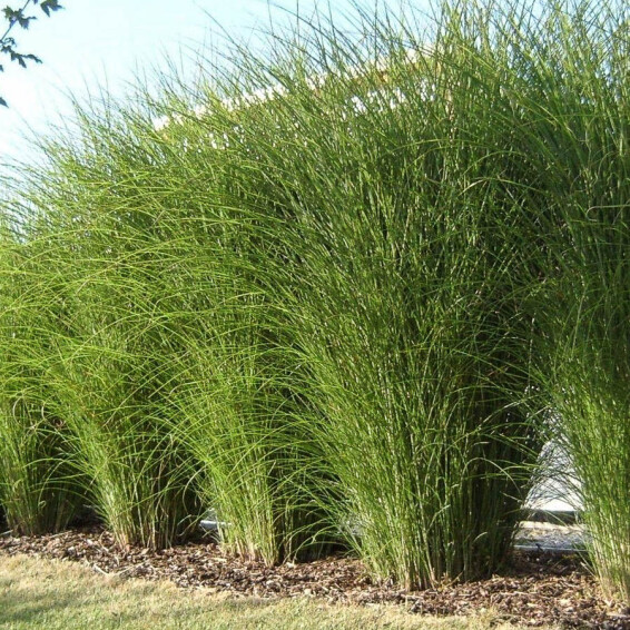 Мискантус китайский 'Gracillimus' - 8