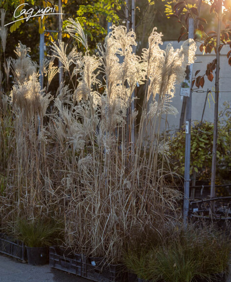 Міскантус китайський 'Malepartus', C3 - - 4