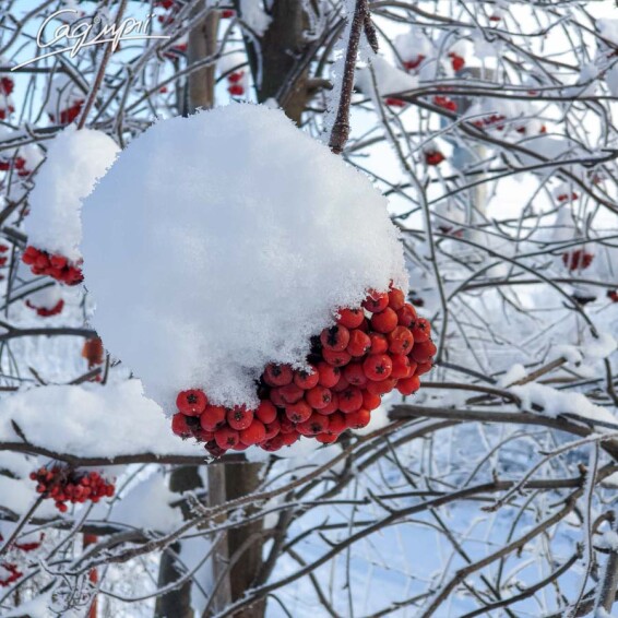 Горобина звичайна - 4 Горобина звичайна - 4
