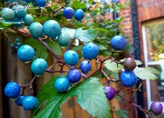 Виноградовник железистый 'Elegans' - 2 Виноградовник железистый 'Elegans' - 2