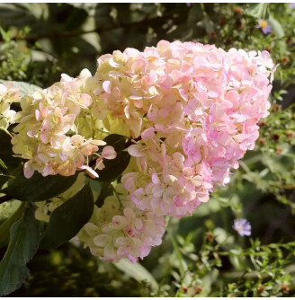 Гортензія волотиста 'Magical Sweet Summer'