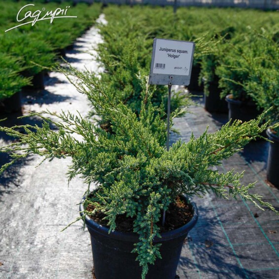 Ялівець лускатий 'Holger' - 5