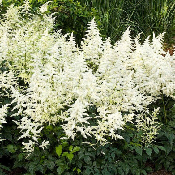 Астільба японьска 'Deutschland'® - 2