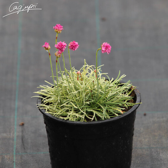 Армерія приморська 'Nifty Thrifty', Р9 - - 2 Армерія приморська 'Nifty Thrifty', Р9 - - 2
