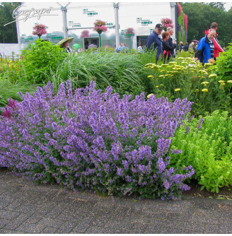 Котовник Фассена 'Kit Cat'