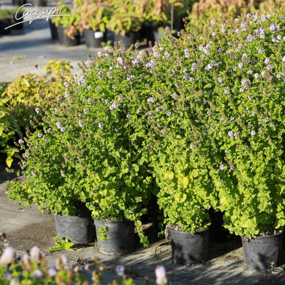 М'ята духмяна 'Apple Mint' - 4