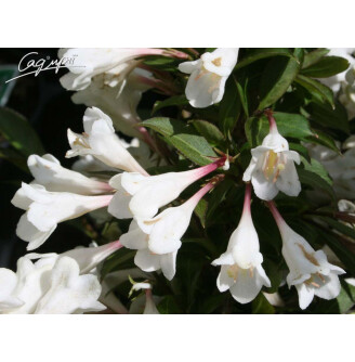 Вейгела 'Black and White Courtacad'