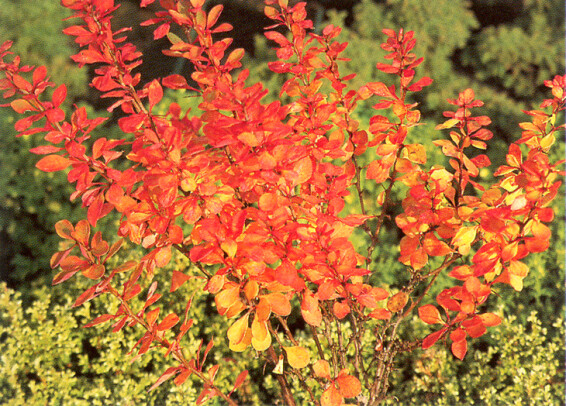 Барбарис Tунберга 'Powwow' - 2