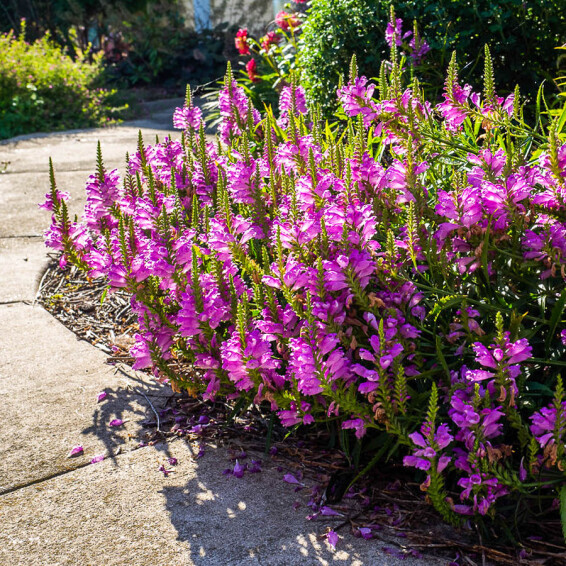 Фізостегія віргінська 'Vivid' - 2