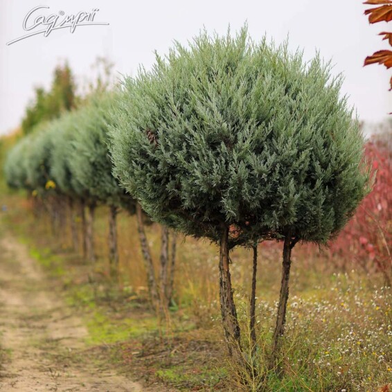 Ялівець скельний 'Moonglow' - 4