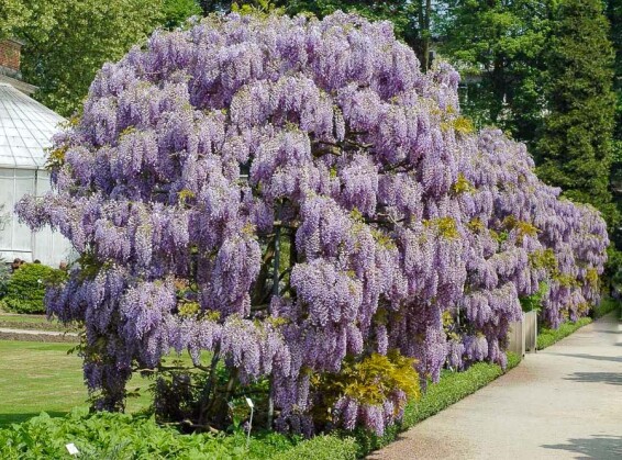 Гліцинія китайська 'Prolific' - 3