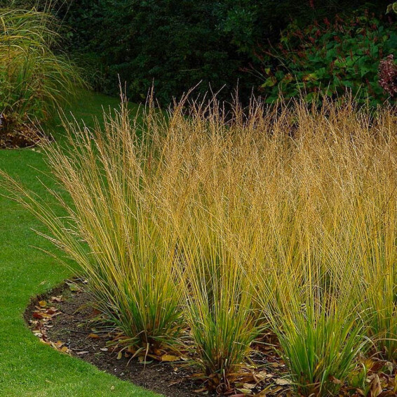 Молінія блакитна 'Heidebraut' - 1