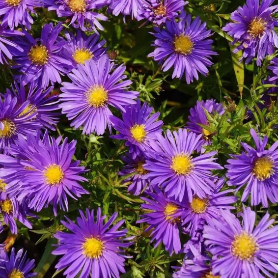 Астра кустарниковая 'Blaue Laguna' - 9