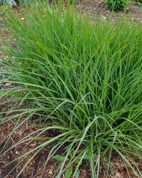 Мискантус китайский 'Dronning Ingrid' #1, С3 - - 1
