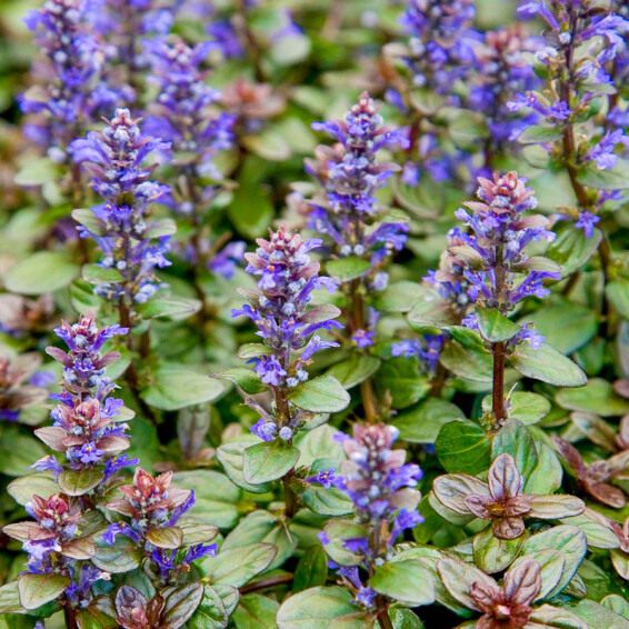 Горлянка вузьколиста 'Chocolate Chip' - 2