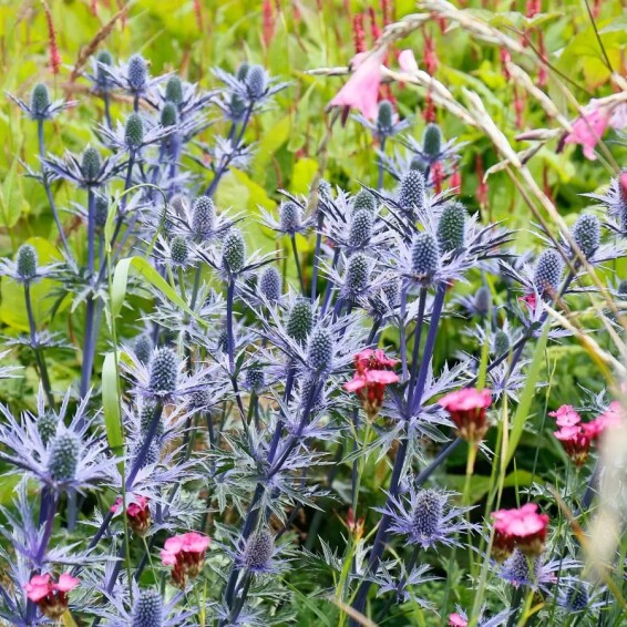 Ерінгіум альпійский (миколайчики) 'Blue Star' - 3