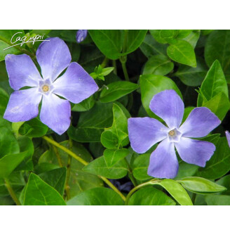 Барвінок малий