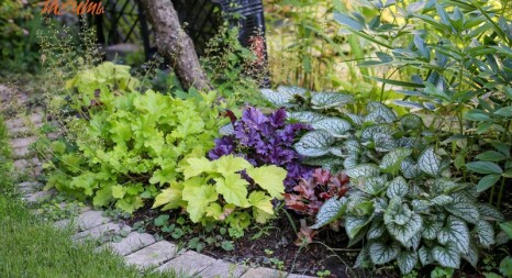 Декоративнолистяні багаторічники