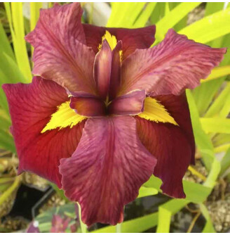 Ирис луизианский 'Ann Chowning'