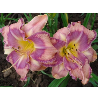 Лилейник 'Mildred Mitchell'