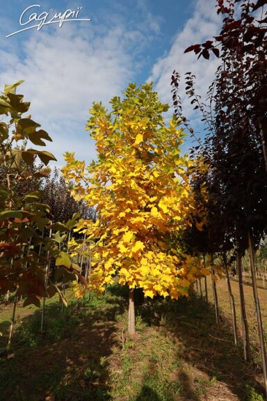 Ліріодендрон тюльпановий - 6