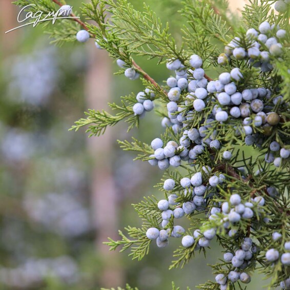 Ялівець китайський 'Keteleerii' - 1