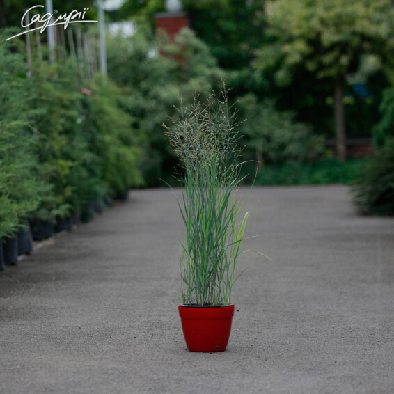 Просо вербовидне 'Heavy Metal', C3 - - 7