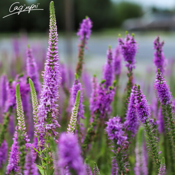 Вероніка довголиста 'Eveline' - 7
