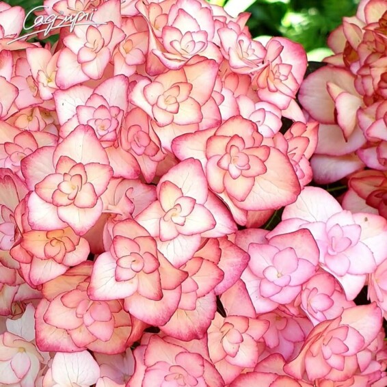 Гортензия крупнолистная 'Miss Saori'® - 1