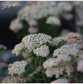 Деревій 'Apricot Delight'