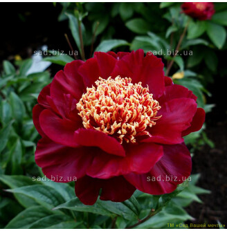 Півонія трав'яниста 'Akron'