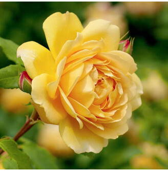 Роза 'Golden Celebration'