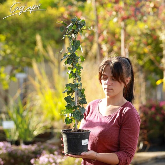 Плющ звичайний 'Hibernica' - 3