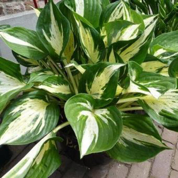 Хоста 'Revolution' ® - 3