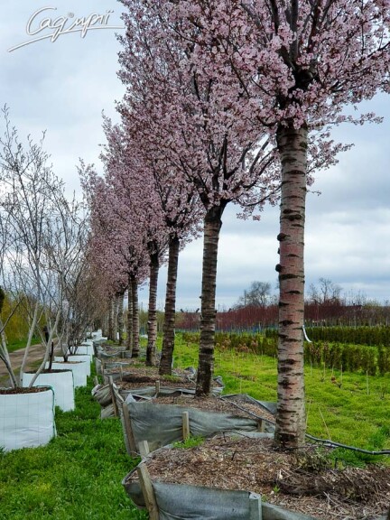 Слива Саржента 'Rancho' #3, WRB 30--35 450-500 St. 200-225 - 2