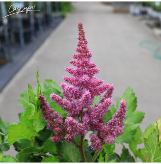 Астільба китайська 'Vision'®