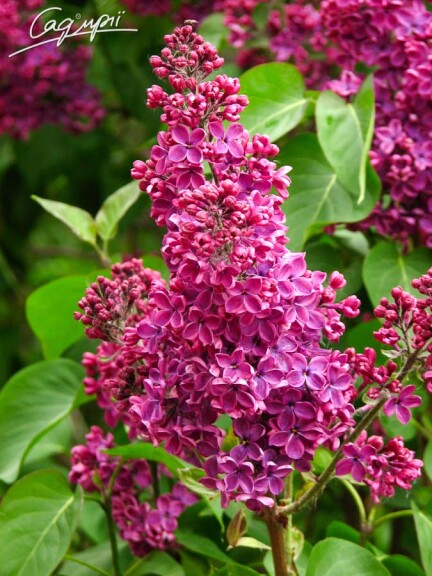 Сирень обыкновенная 'Andenken an Ludwig Spath' - 1