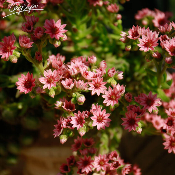 Молодило паутинистое - 5