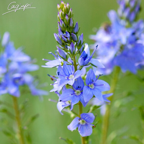 Вероніка австрійська - 3 Вероніка австрійська - 3