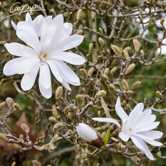 Магнолія 'Rosea' - 5 Магнолія 'Rosea' - 5