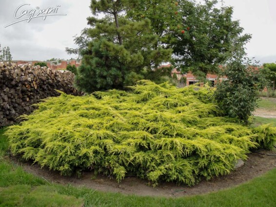 Ялівець середній 'Old Gold' #3, C7 D 40-60 - 5