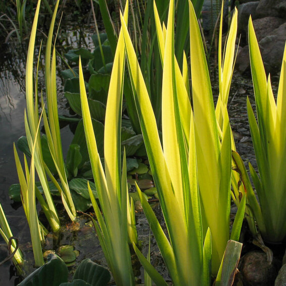 Ирис болотный 'Variegata', C3 - - 5