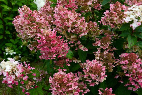 Гортензія волотиста 'Wim's Red' ® #1, C3 - - 3