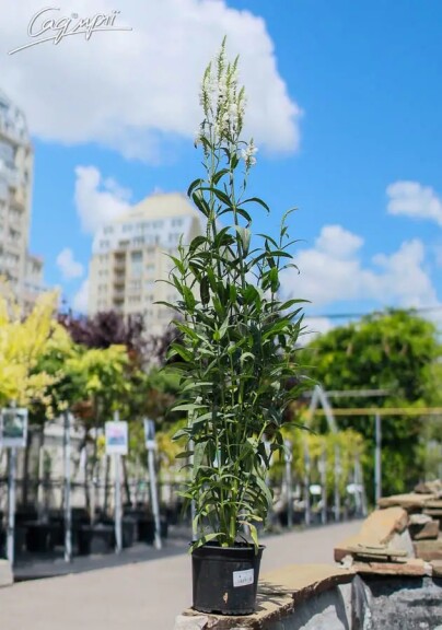 Фізостегія віргінська 'Alba' - 7 Фізостегія віргінська 'Alba' - 7