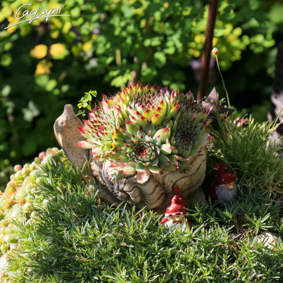 Молодило сизе - 7