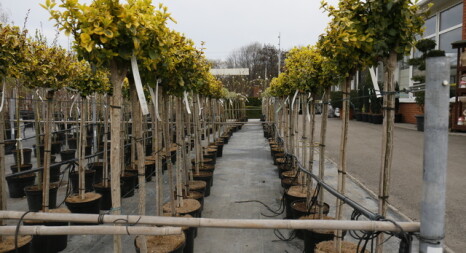 Рослини на штамбі