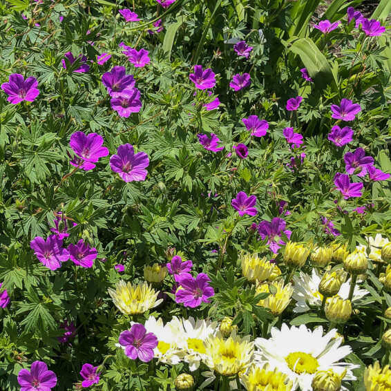 Герань криваво-червона 'New Hampshire Purple' - 4